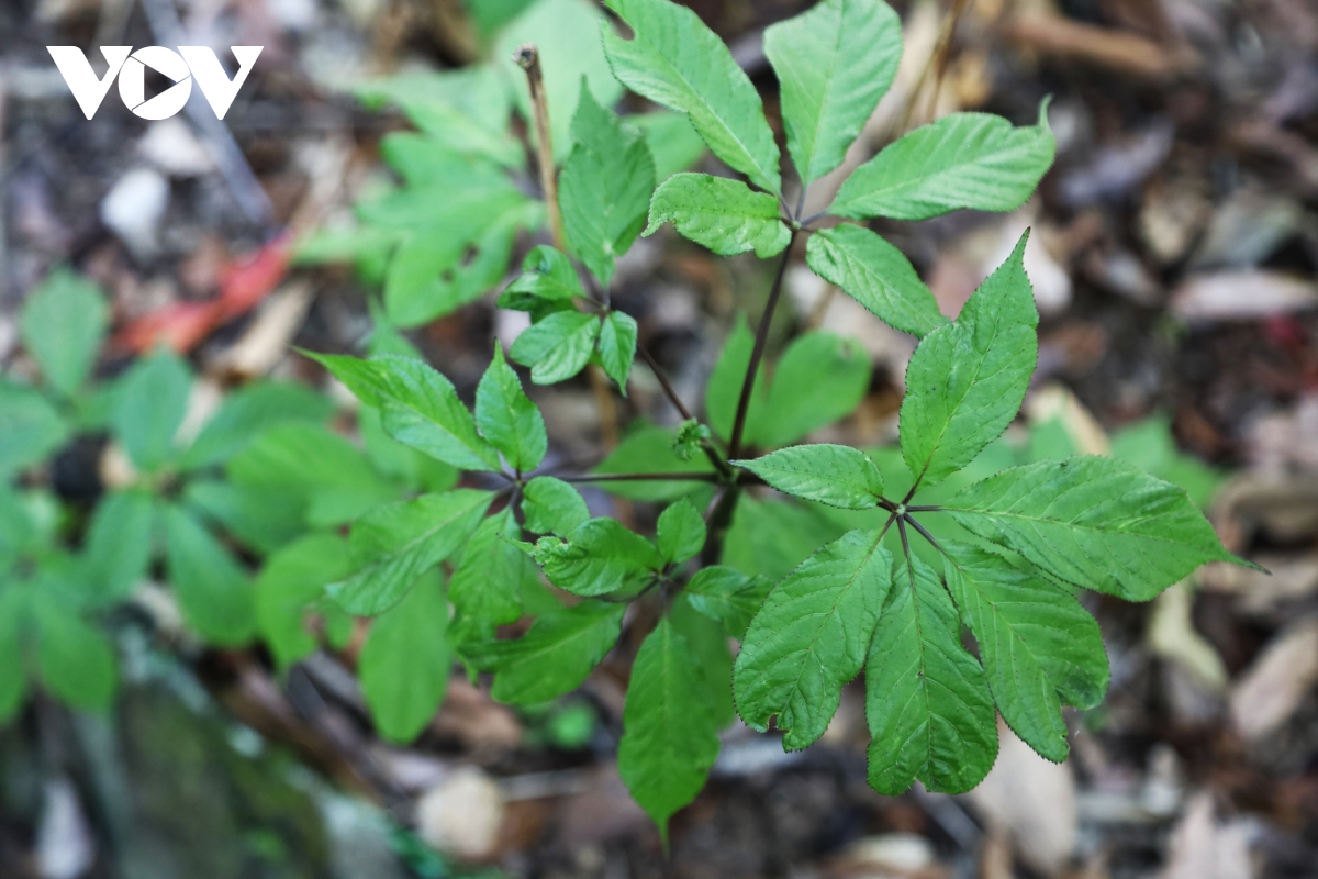 mua la sam ngoc linh, quoc bao hoi sinh sac xanh hinh anh 6