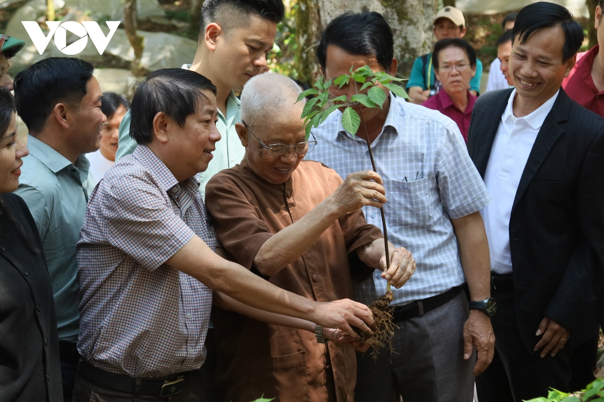 mua la sam ngoc linh, quoc bao hoi sinh sac xanh hinh anh 7