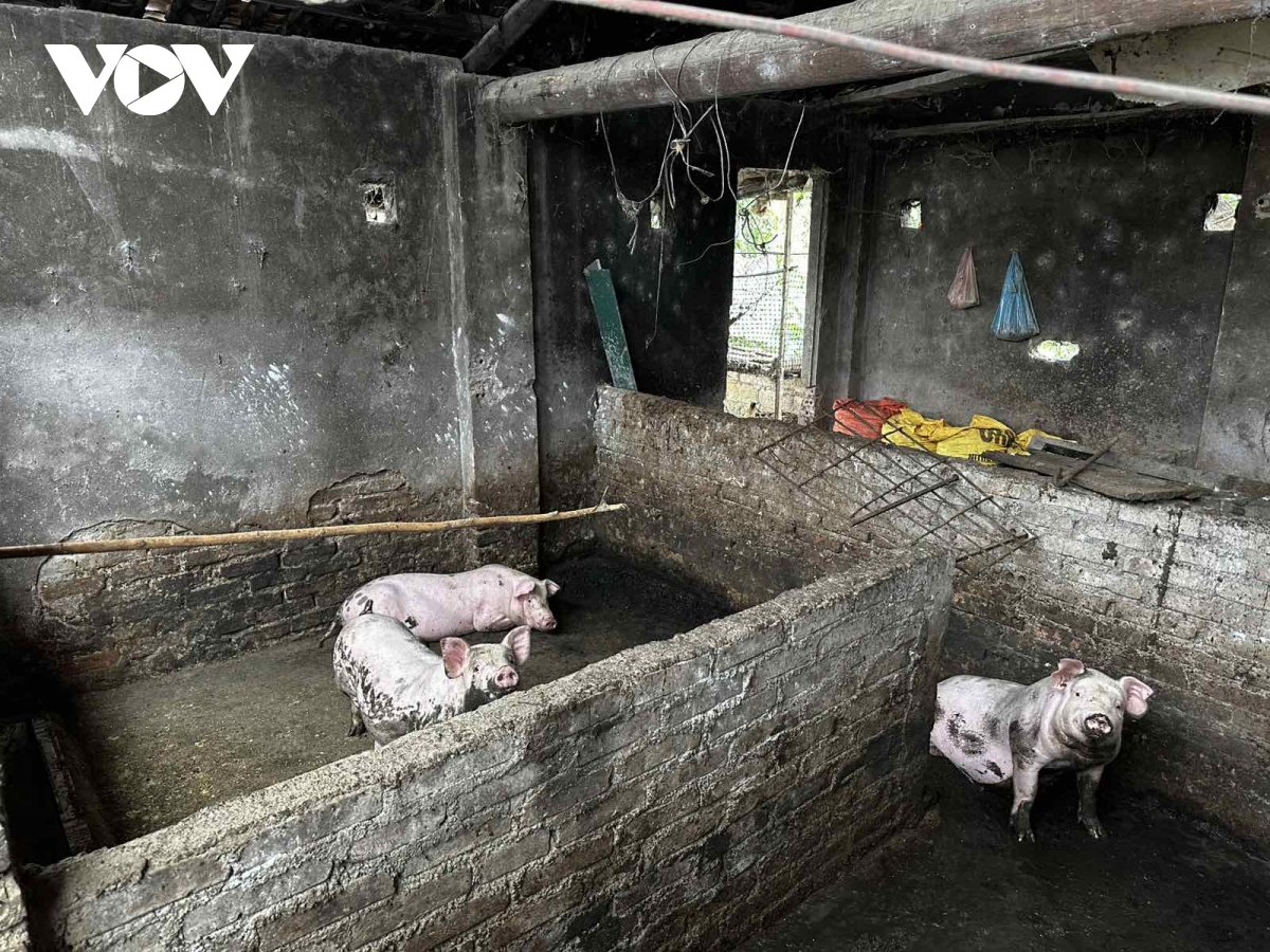 cao bang ngan dich ta lon chau phi lan rong hinh anh 3