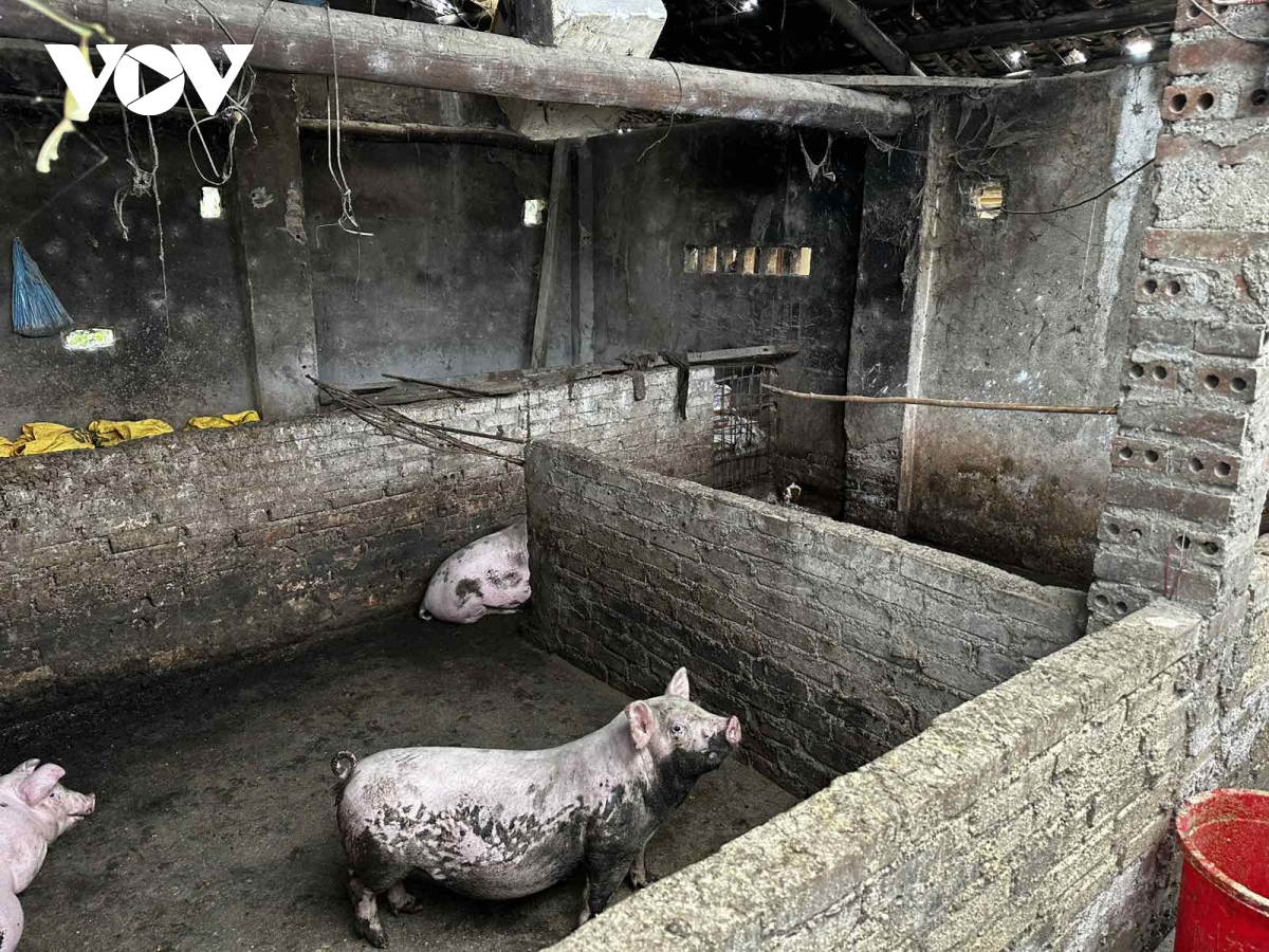 cao bang ngan dich ta lon chau phi lan rong hinh anh 1