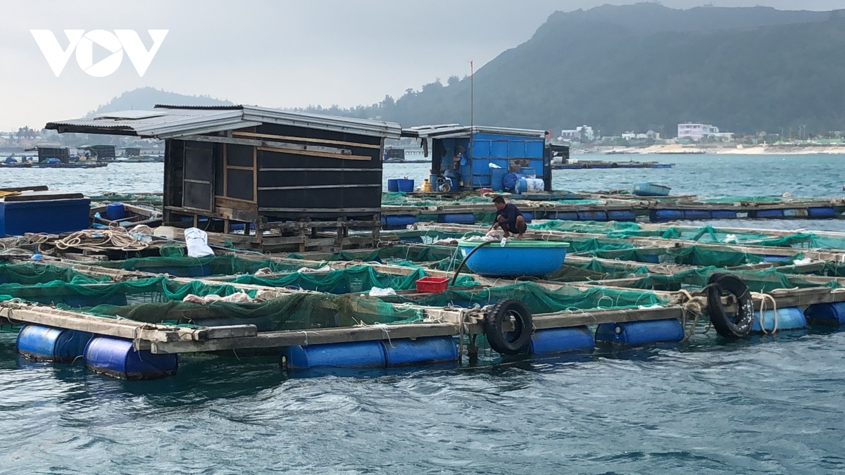 ca bop nuoi long be o ly son chet hang loat hinh anh 1