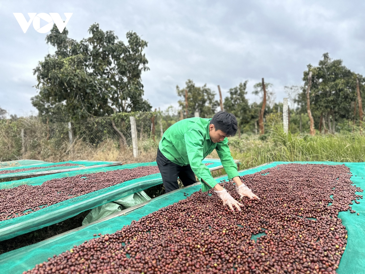 tang gap ruoi luong ca phe du thi ca phe dac san viet nam lan thu 8 hinh anh 2