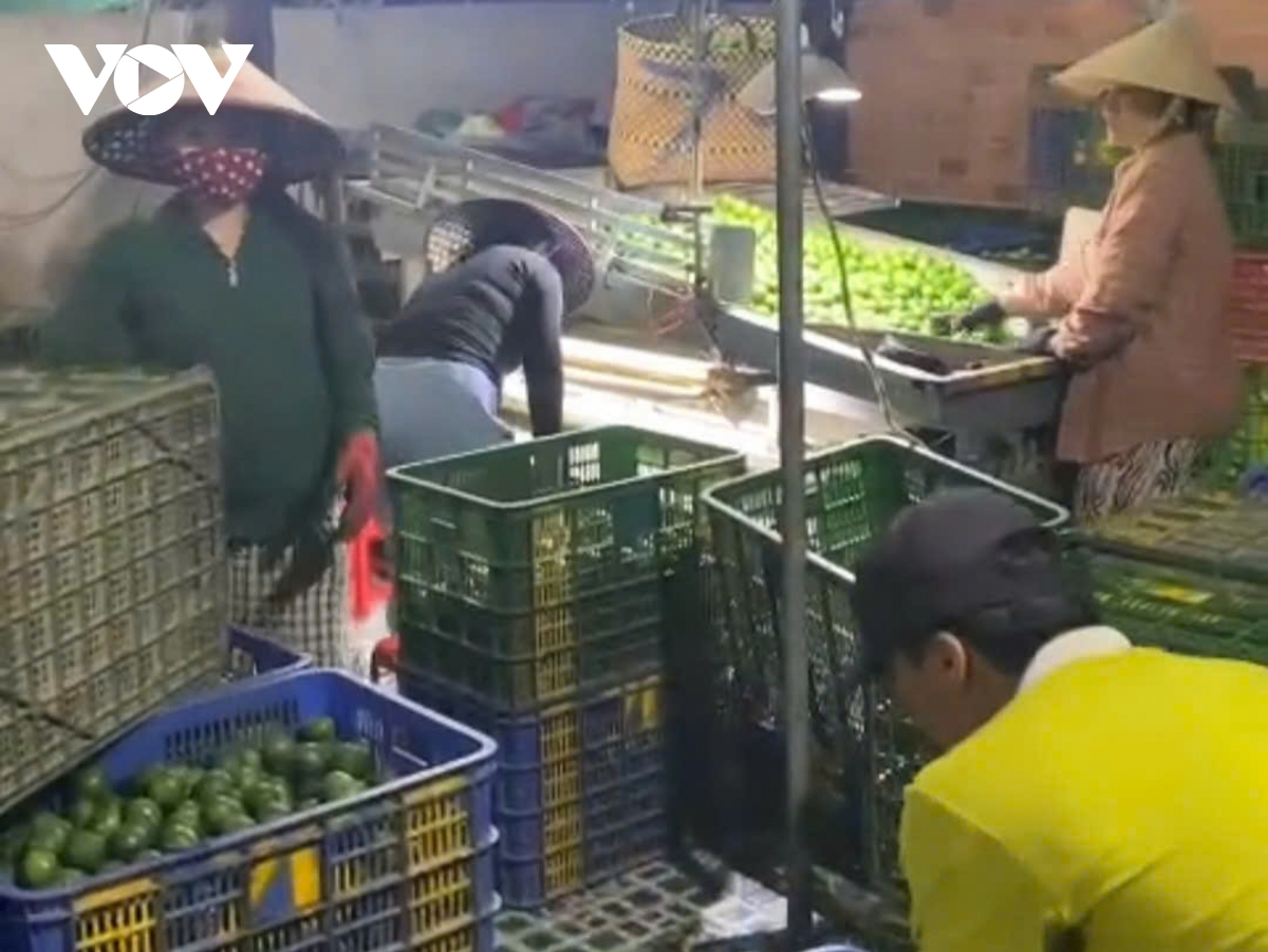 Dong thap trai chanh gia dat ky luc, nha vuon lai to hinh anh 2