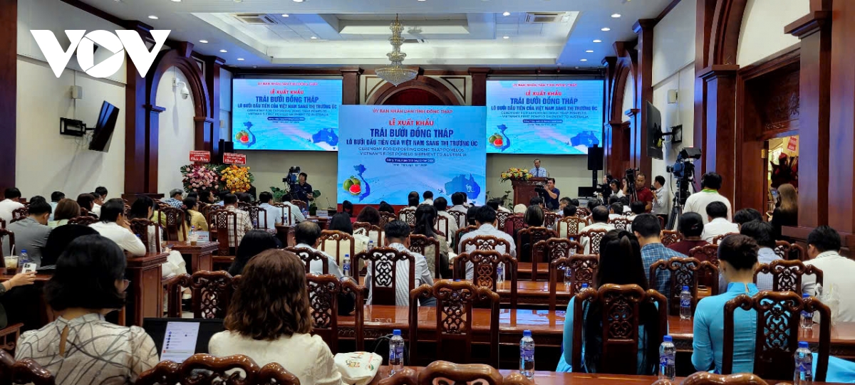 Dong thap dua lo buoi da xanh dau tien xuat khau sang thi truong Uc hinh anh 1