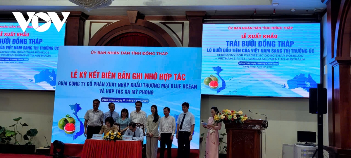 Dong thap dua lo buoi da xanh dau tien xuat khau sang thi truong Uc hinh anh 2