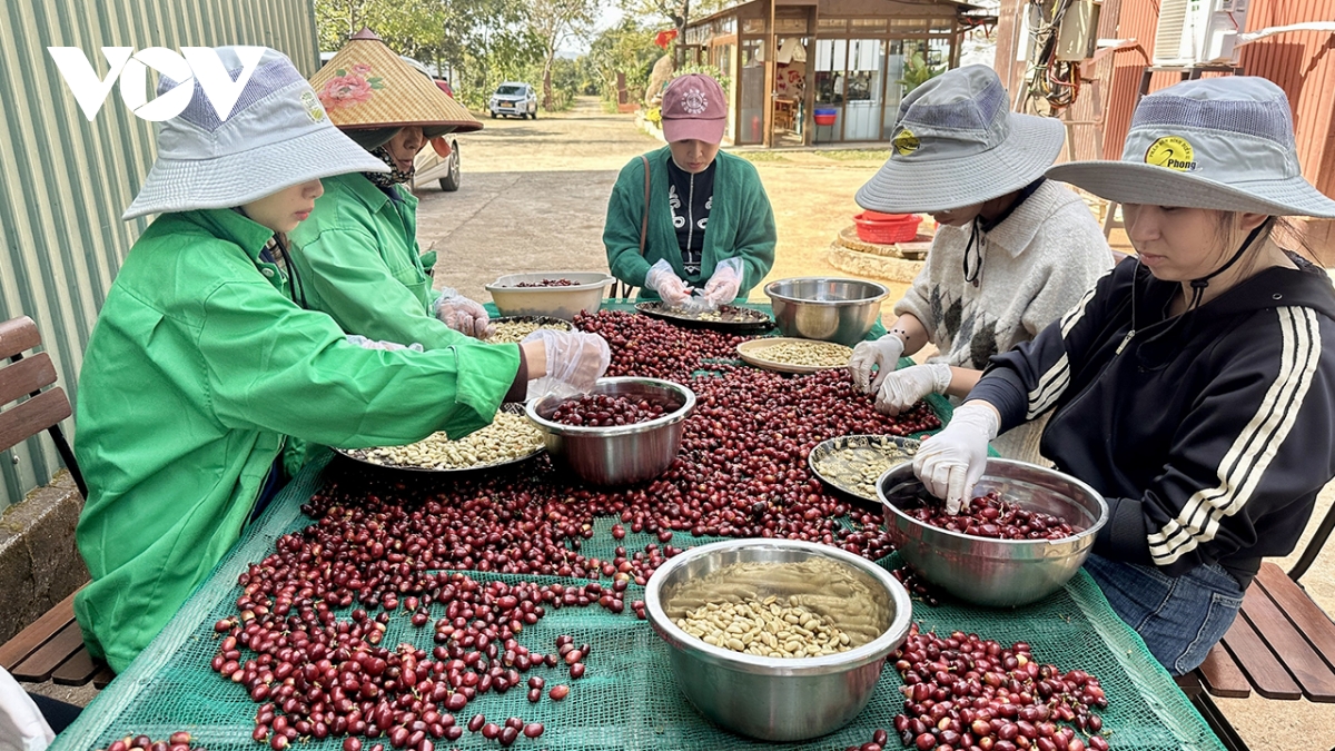44 mẫu cà phê vào vòng chung kết Cuộc thi Cà phê đặc sản Việt Nam 2026