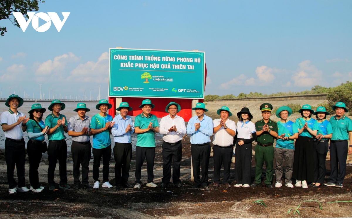 can tho phat dong trong 240.000 cay rung, phuc hoi he sinh thai ven bien hinh anh 2