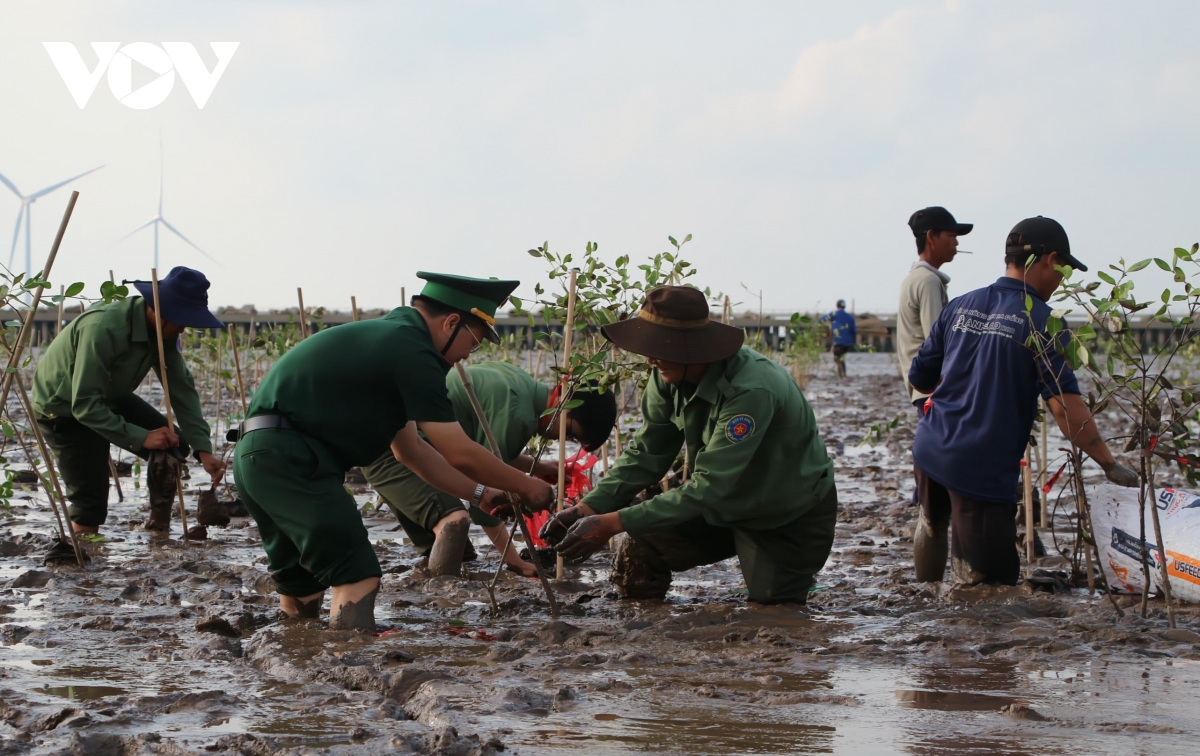 can tho phat dong trong 240.000 cay rung, phuc hoi he sinh thai ven bien hinh anh 3