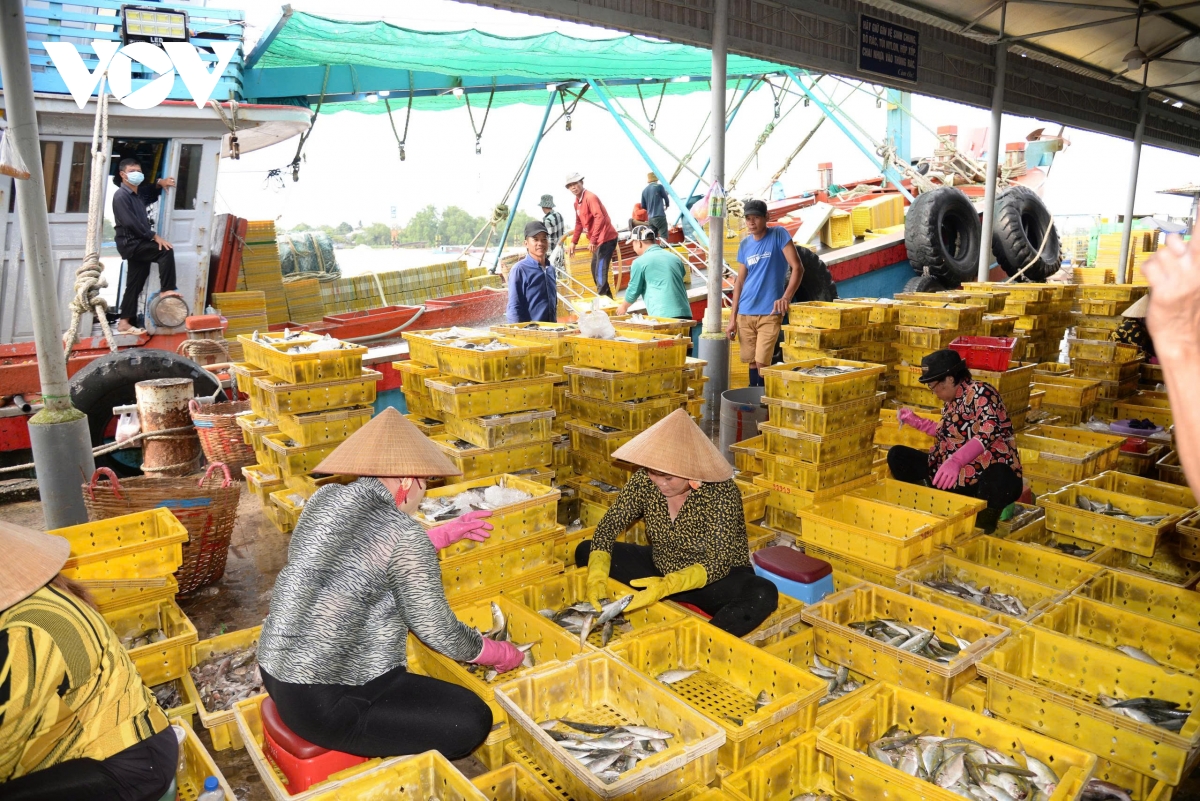 Dong thap trien khai so hoa trong quan ly tau ca de phong chong vi pham iuu hinh anh 1