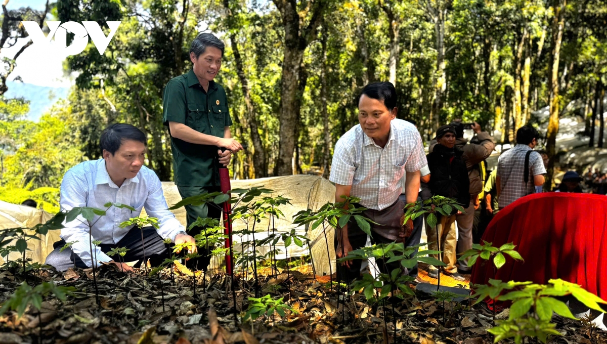 mua la sam ngoc linh, quoc bao hoi sinh sac xanh hinh anh 8