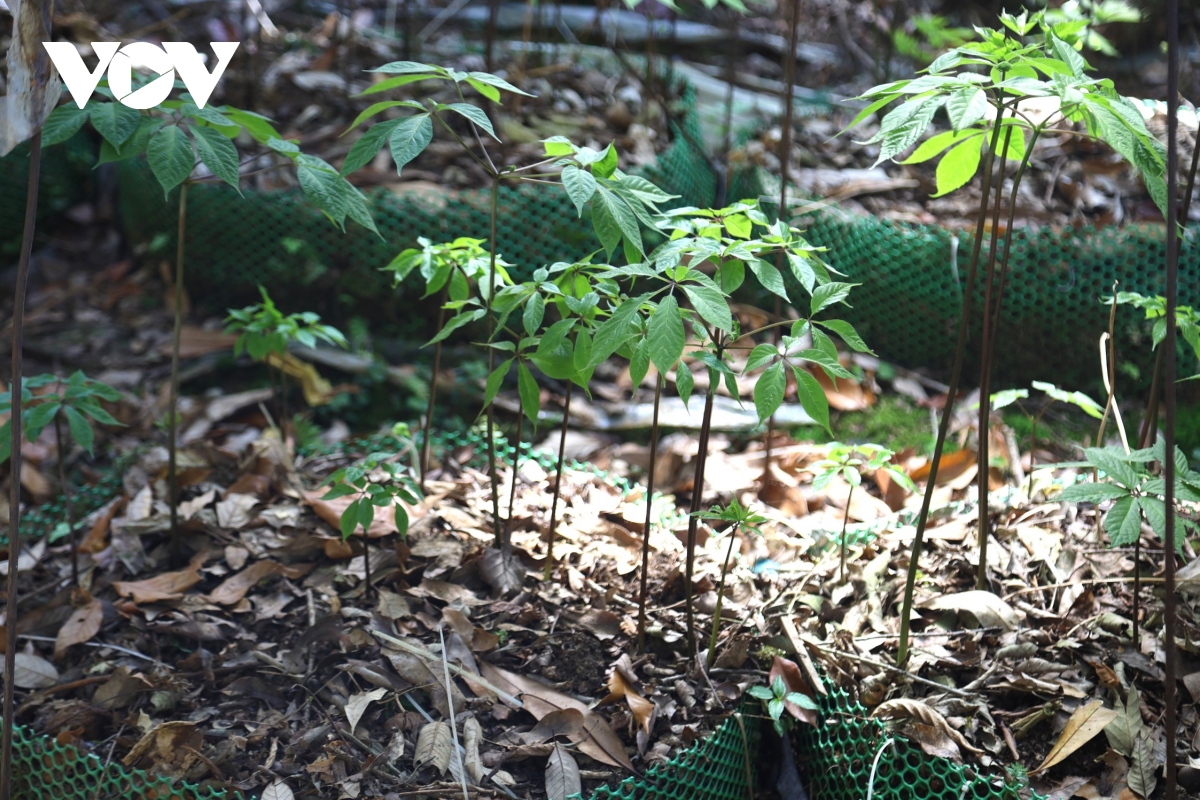 tan dung he sinh thai da dang, quang ngai thuc day phat trien duoc lieu hinh anh 2