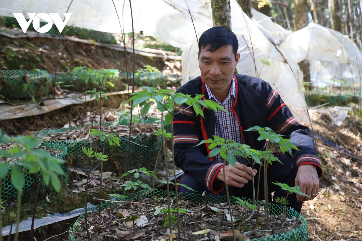 Tận dụng hệ sinh thái đa dạng, Quảng Ngãi thúc đẩy phát triển dược liệu