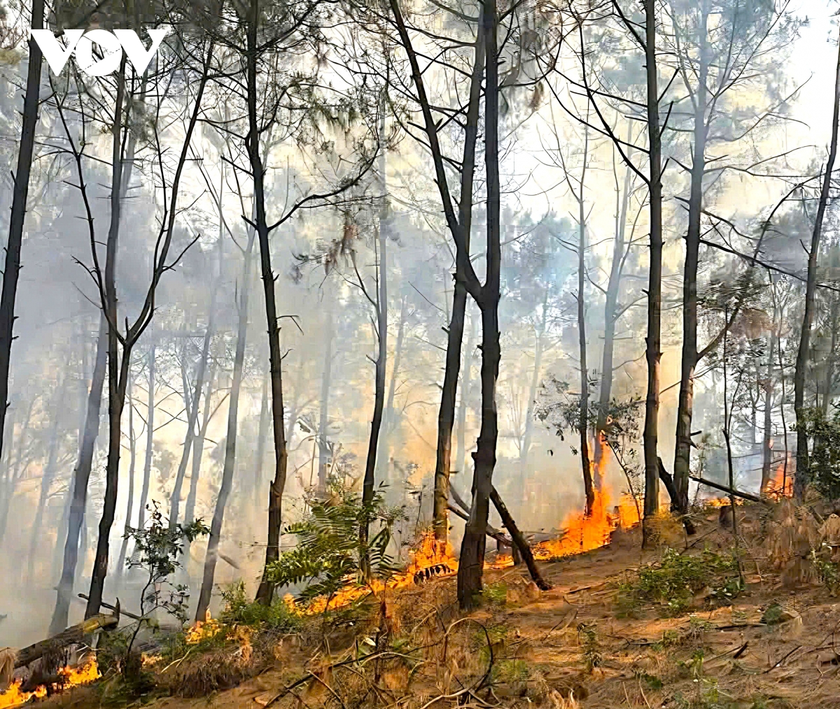 chay rung san xuat tai nghe an, hon 1ha cay keo bi thieu rui hinh anh 1