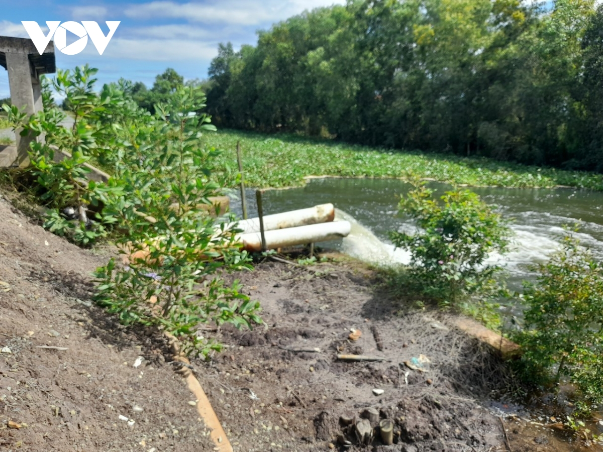 canh dong khom o vung Dong thap muoi tuoi tot trong mua kho han hinh anh 2