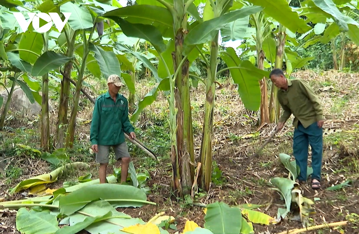 go nut that dau ra cho nong san vung cao lai chau hinh anh 1