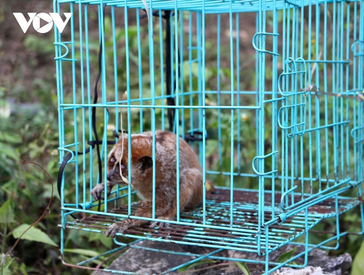 tha ca the cu ly lac vao vuon nguoi dan ve rung tu nhien hinh anh 1