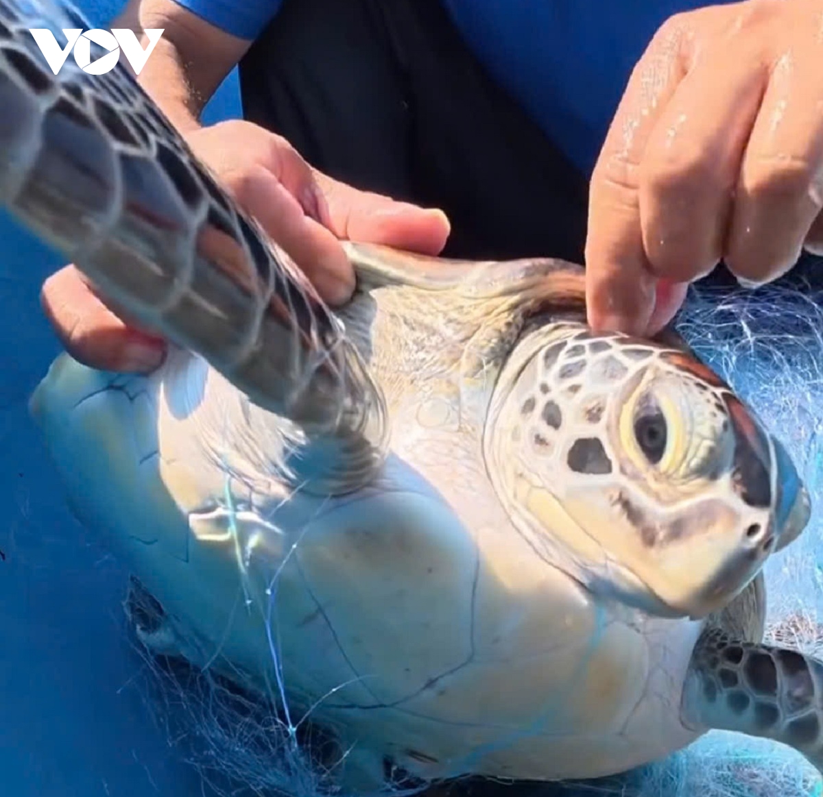 Một cá thể rùa biển quý hiếm mắc lưới đánh cá được thả về lại biển