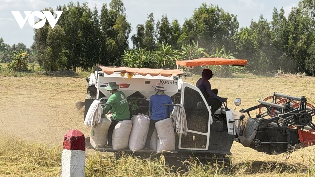 can tho ban viec tieu thu lua vu Dong xuan 2025 - 2026 cho nong dan hinh anh 2