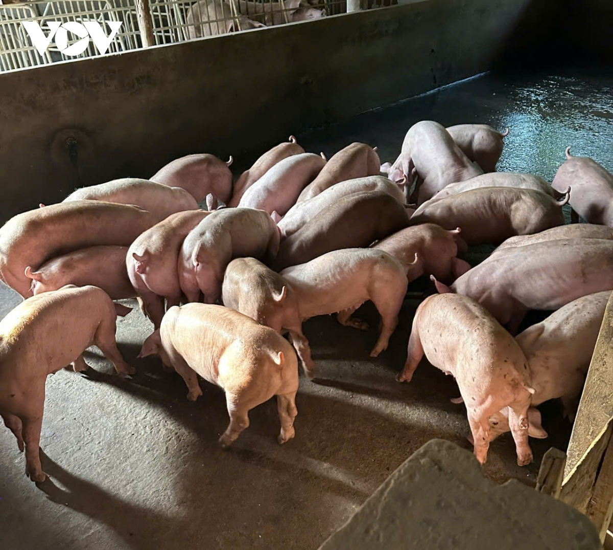 Dong thap ung pho voi dich ta heo chau phi co nguy co bung phat hinh anh 1