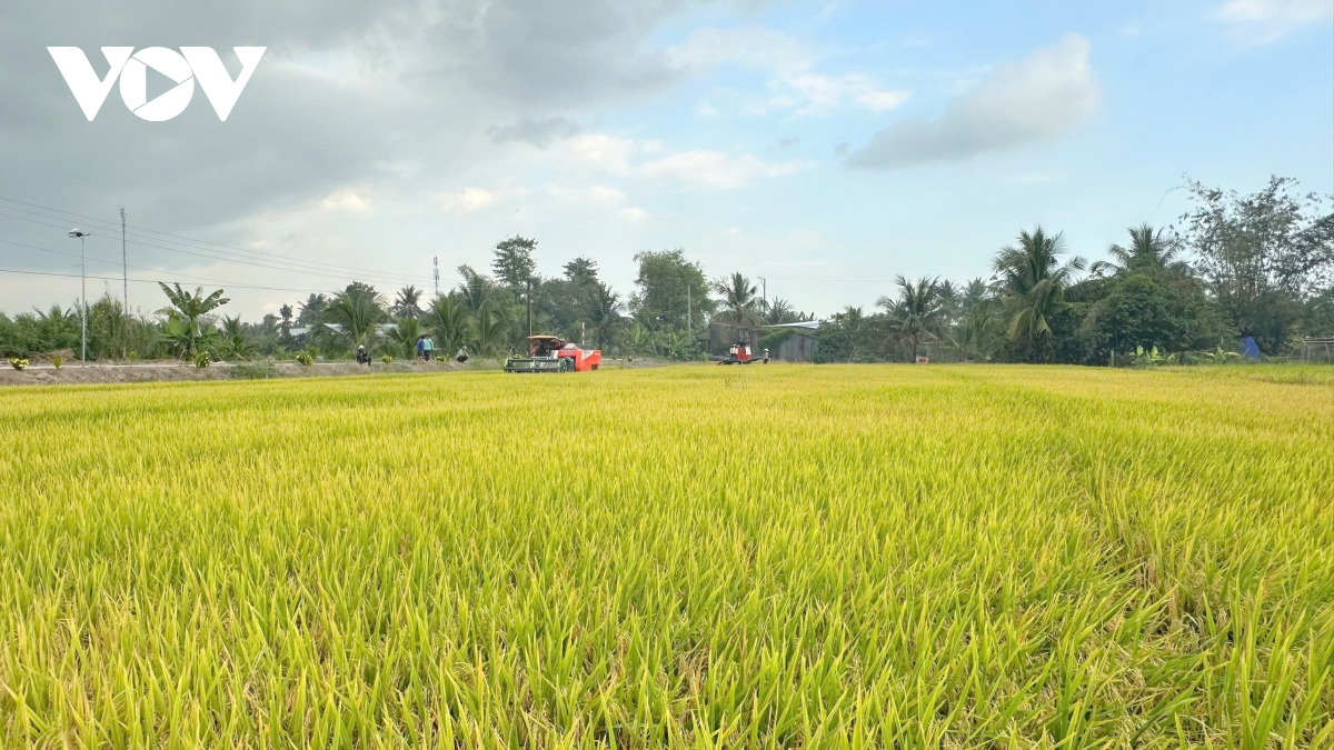 De an 1 trieu ha lua dinh hinh huong di san xuat xanh, phat thai thap hinh anh 1