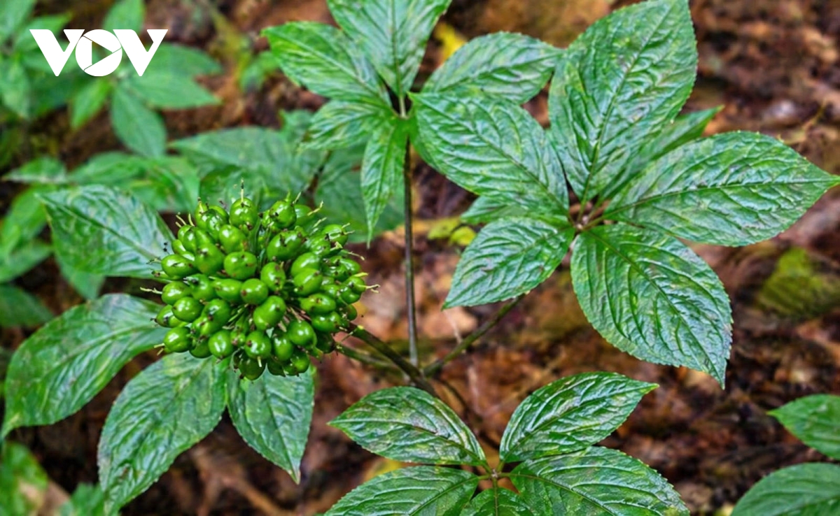 Da nang day manh ung dung cong nghe phat trien sam ngoc linh va duoc lieu hinh anh 1