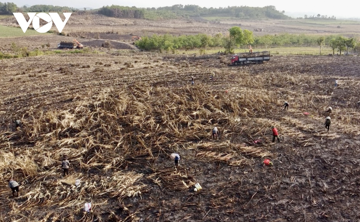 124 ha mia Dak lak bi chay trong nang nong cuc diem hinh anh 1