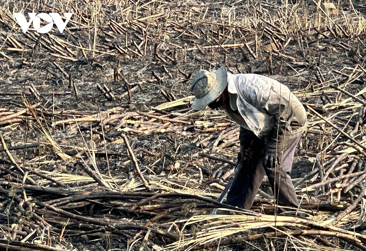 124 ha mia Dak lak bi chay trong nang nong cuc diem hinh anh 2