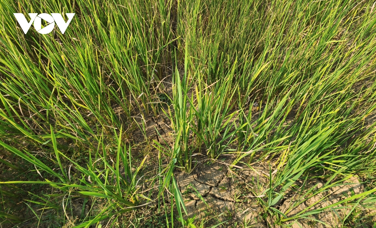 xa mien nui quang tri lan dau tien phai chong han vu Dong xuan hinh anh 7