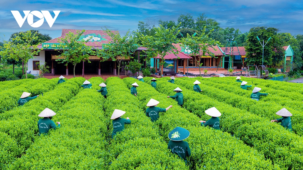 du lich thai nguyen khoi sac tu dau nam hinh anh 1
