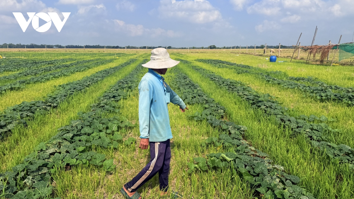 nong dan can tho chuyen tu lua vu 3 sang trong cay mau, tang thu nhap mua kho hinh anh 1