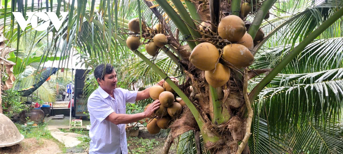 nang nong, dua xiem tai vinh long, Dong thap sot gia, hut hang hinh anh 1