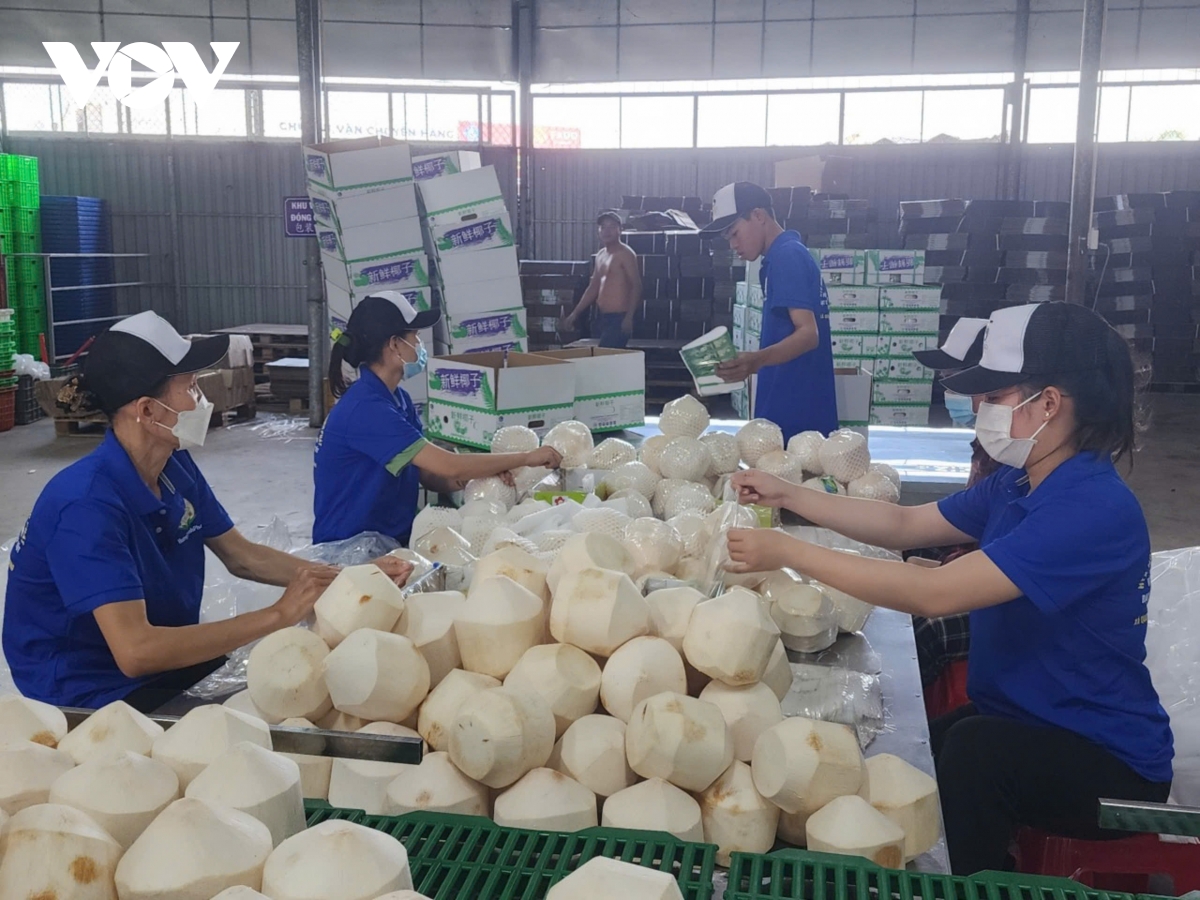 nang nong, dua xiem tai vinh long, Dong thap sot gia, hut hang hinh anh 2