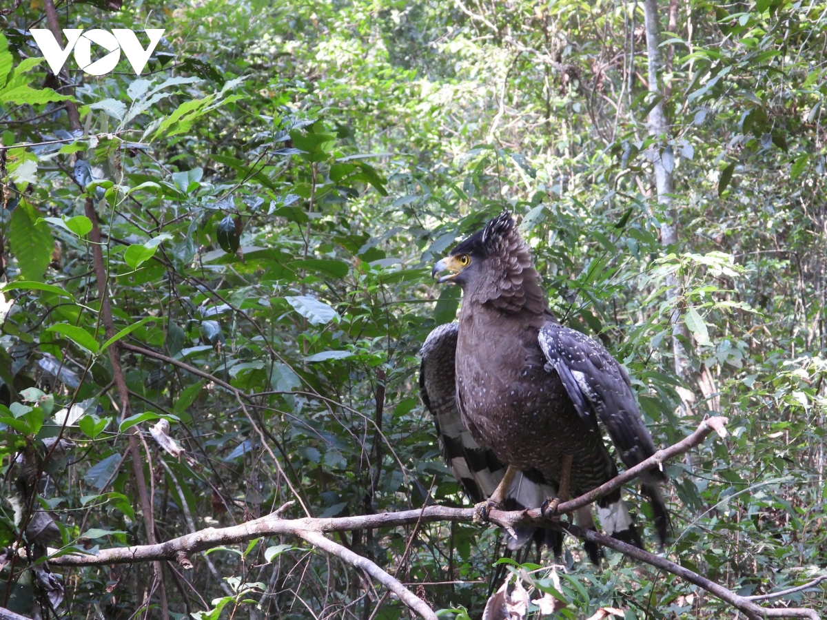 gia lai tai tha 8 ca the dong vat hoang da quy hiem ve rung tu nhien hinh anh 1