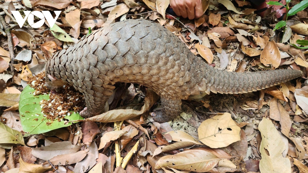 gia lai tai tha 8 ca the dong vat hoang da quy hiem ve rung tu nhien hinh anh 3