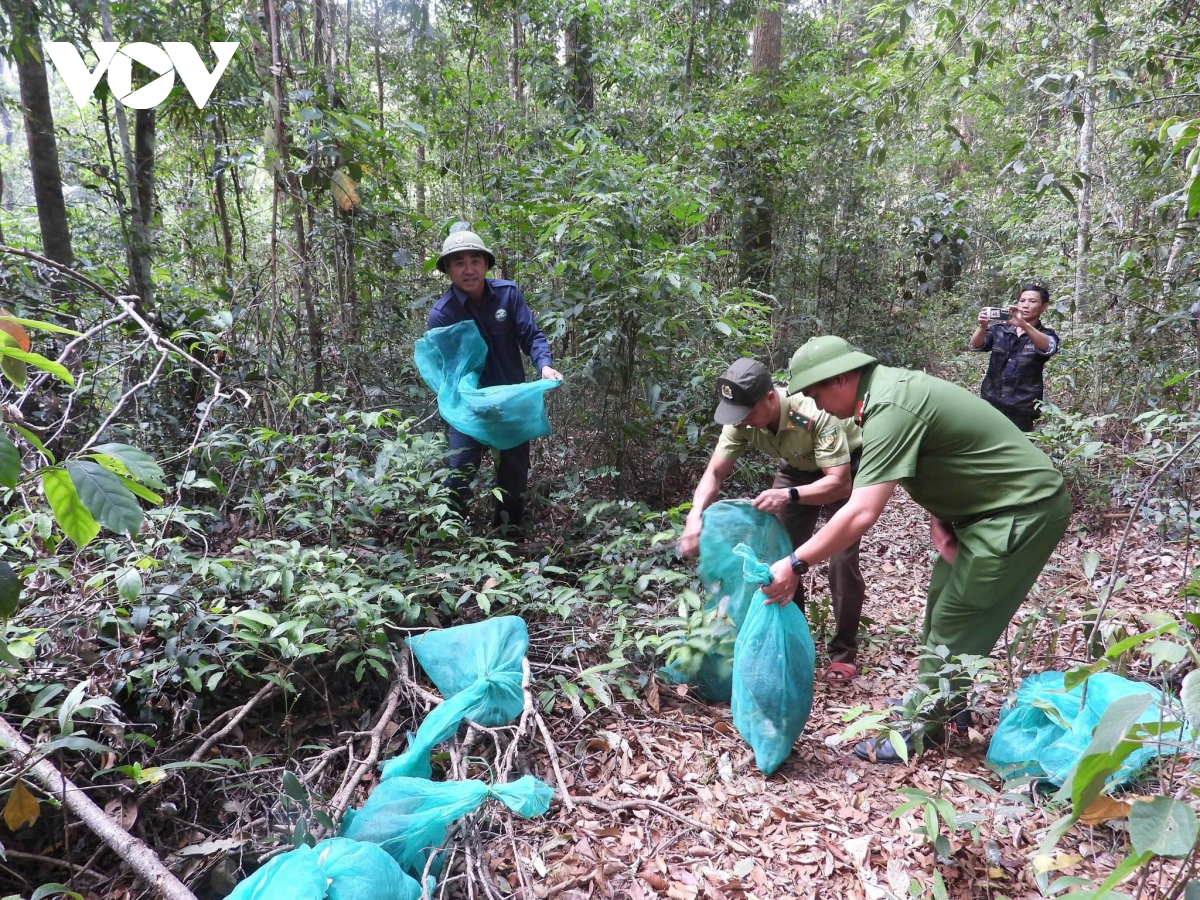 gia lai tai tha 8 ca the dong vat hoang da quy hiem ve rung tu nhien hinh anh 2