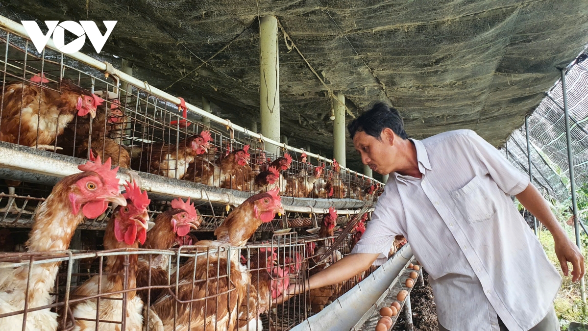 nganh chan nuoi tim duong tu chu giua ap luc thi truong va chi phi hinh anh 2