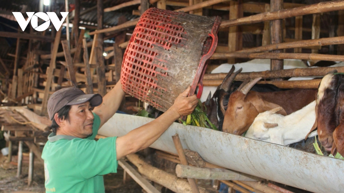 nganh chan nuoi tim duong tu chu giua ap luc thi truong va chi phi hinh anh 1