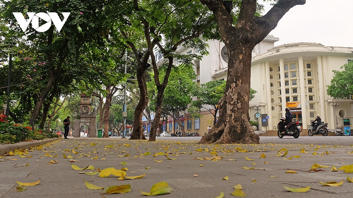 pho ha noi dep diu dang mua sau rung la hinh anh 1