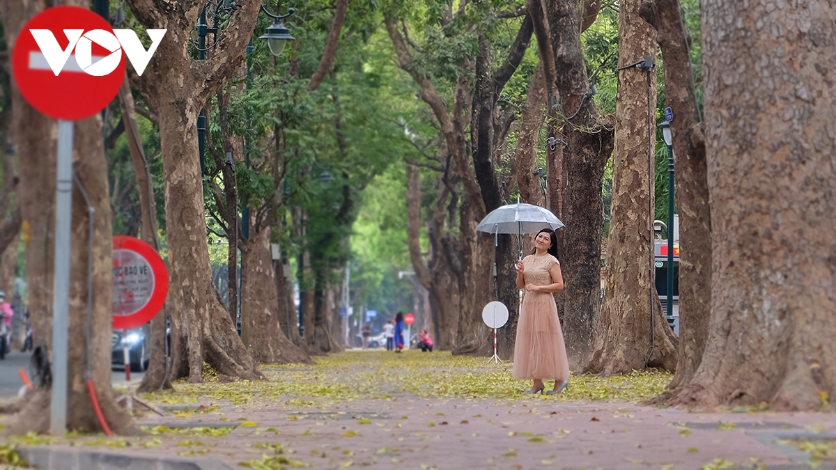 pho ha noi dep diu dang mua sau rung la hinh anh 14