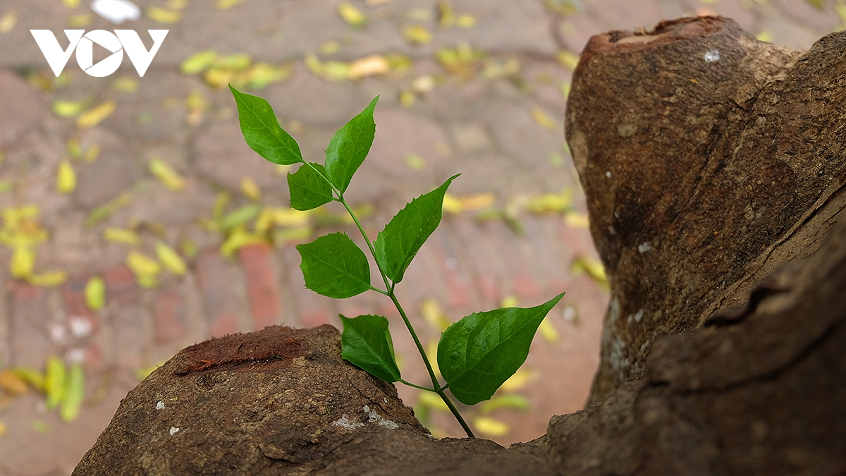 pho ha noi dep diu dang mua sau rung la hinh anh 19