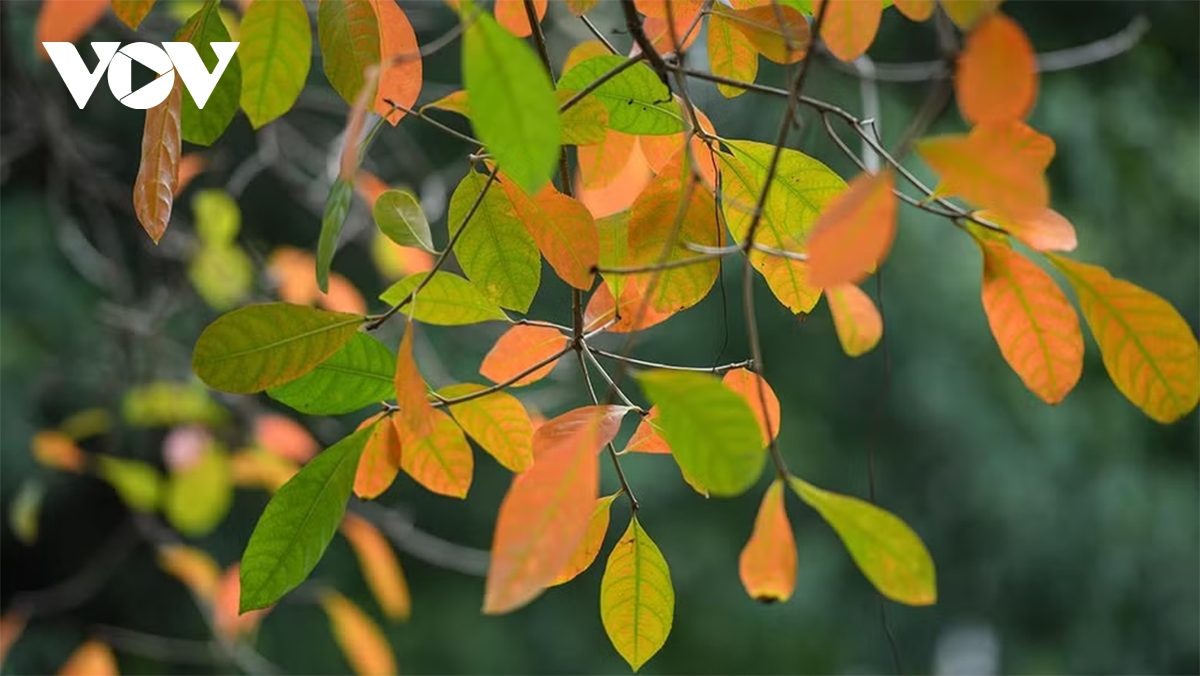 pho ha noi dep diu dang mua sau rung la hinh anh 20