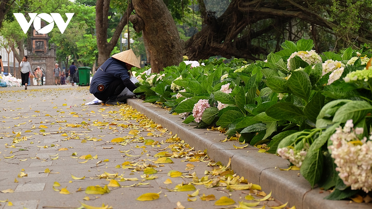 pho ha noi dep diu dang mua sau rung la hinh anh 3