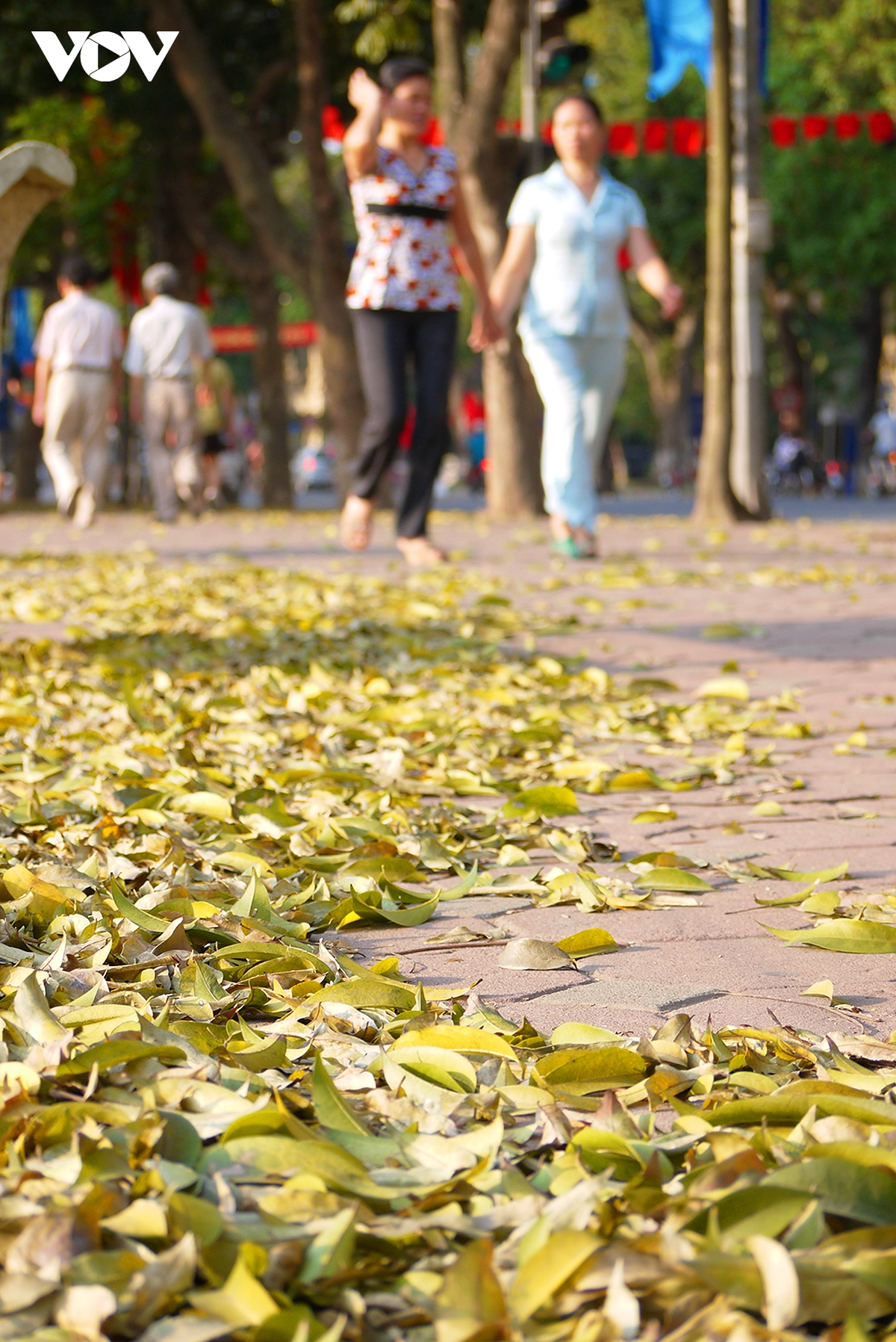 pho ha noi dep diu dang mua sau rung la hinh anh 5