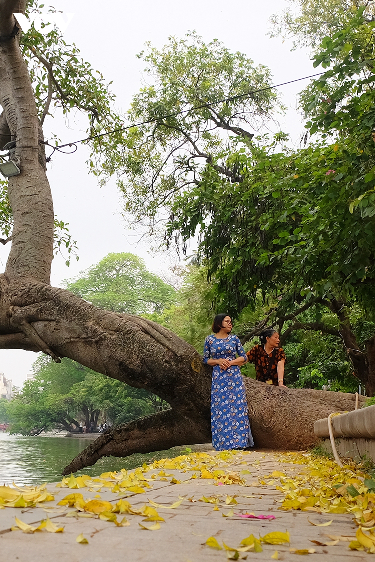 pho ha noi dep diu dang mua sau rung la hinh anh 15