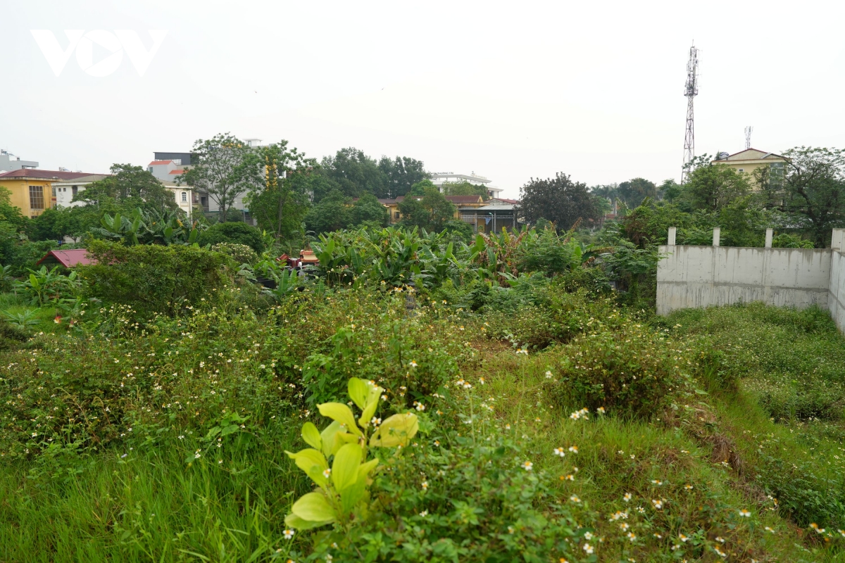 vuon hoa 8 nam bo hoang phan cam tuong Dai thi hao nguyen du giua mo phan, co dai hinh anh 5