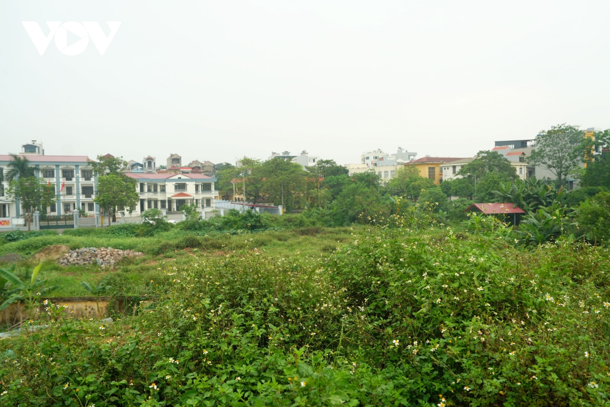 vuon hoa 8 nam bo hoang phan cam tuong Dai thi hao nguyen du giua mo phan, co dai hinh anh 10