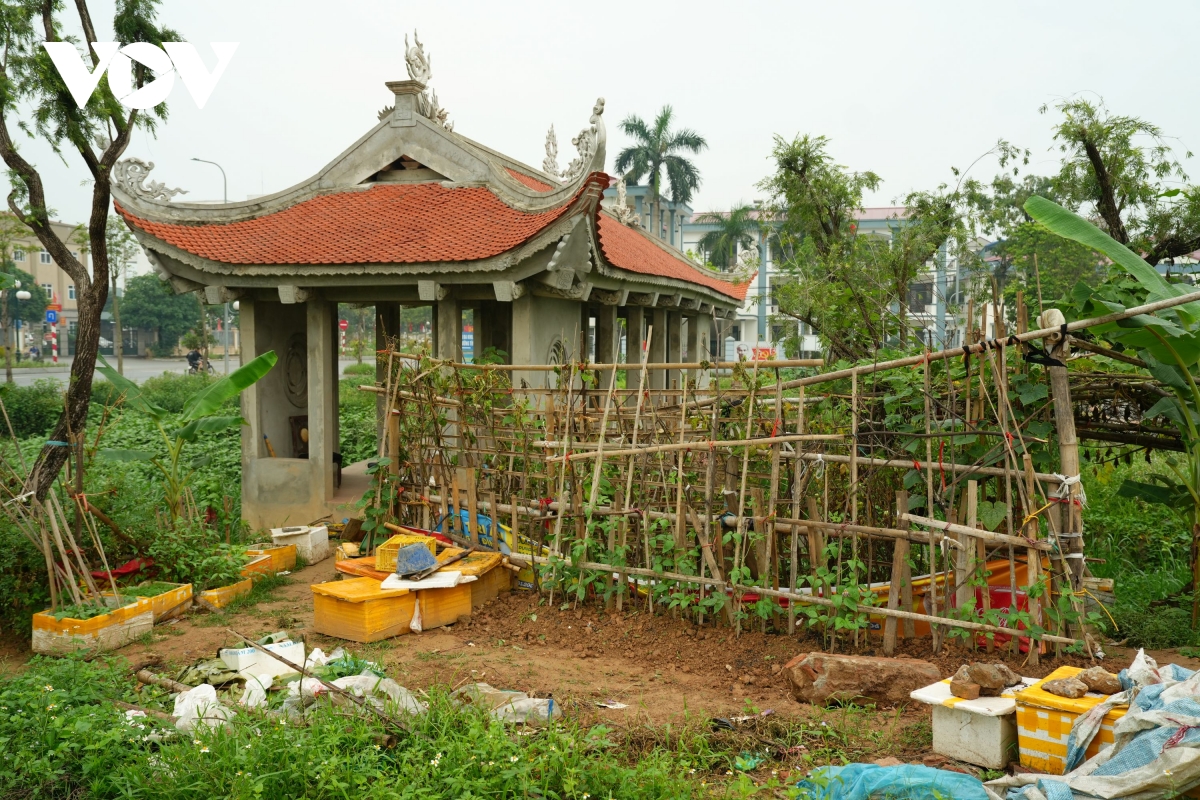 vuon hoa 8 nam bo hoang phan cam tuong Dai thi hao nguyen du giua mo phan, co dai hinh anh 8