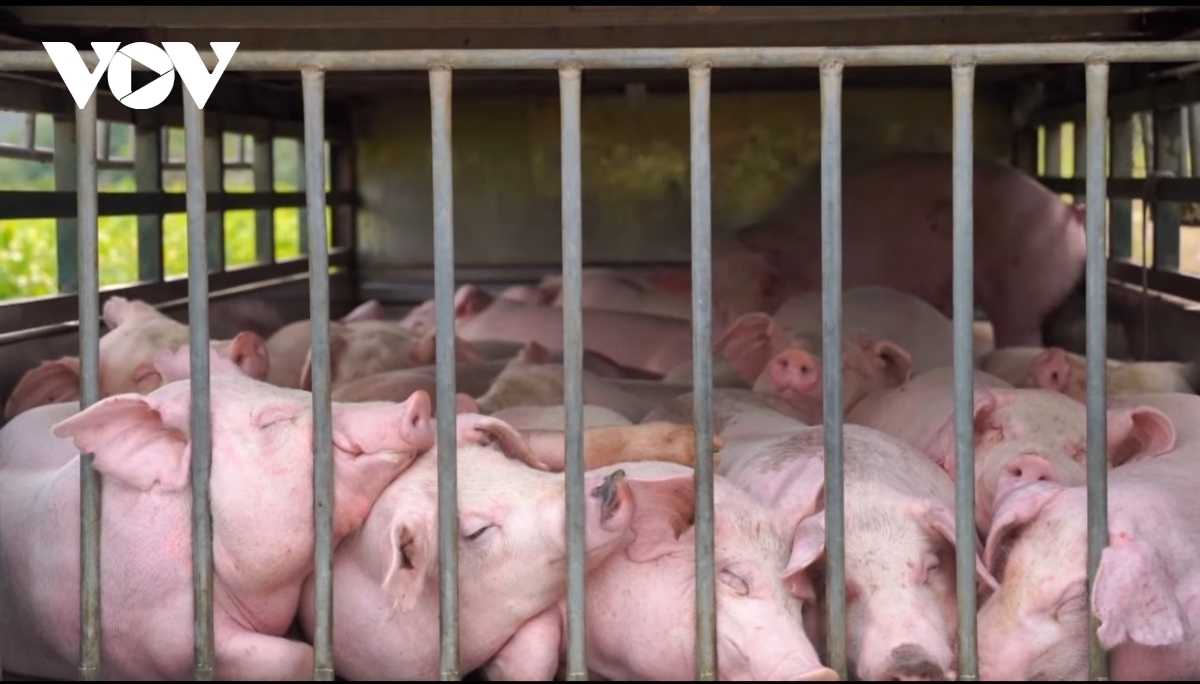 Tiêu hủy 100 con lợn nhiễm bệnh tả lợn Châu Phi ở Quảng Trị