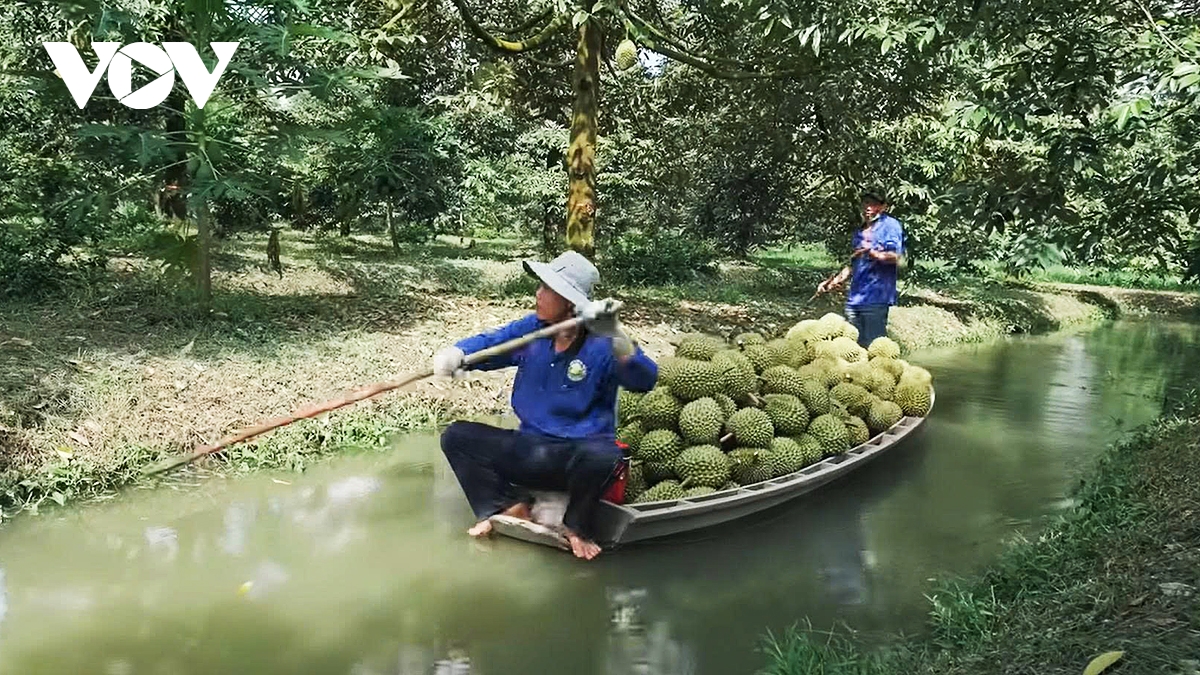 vinh long day manh san xuat sau rieng dat chuan huong toi xuat khau ben vung hinh anh 1