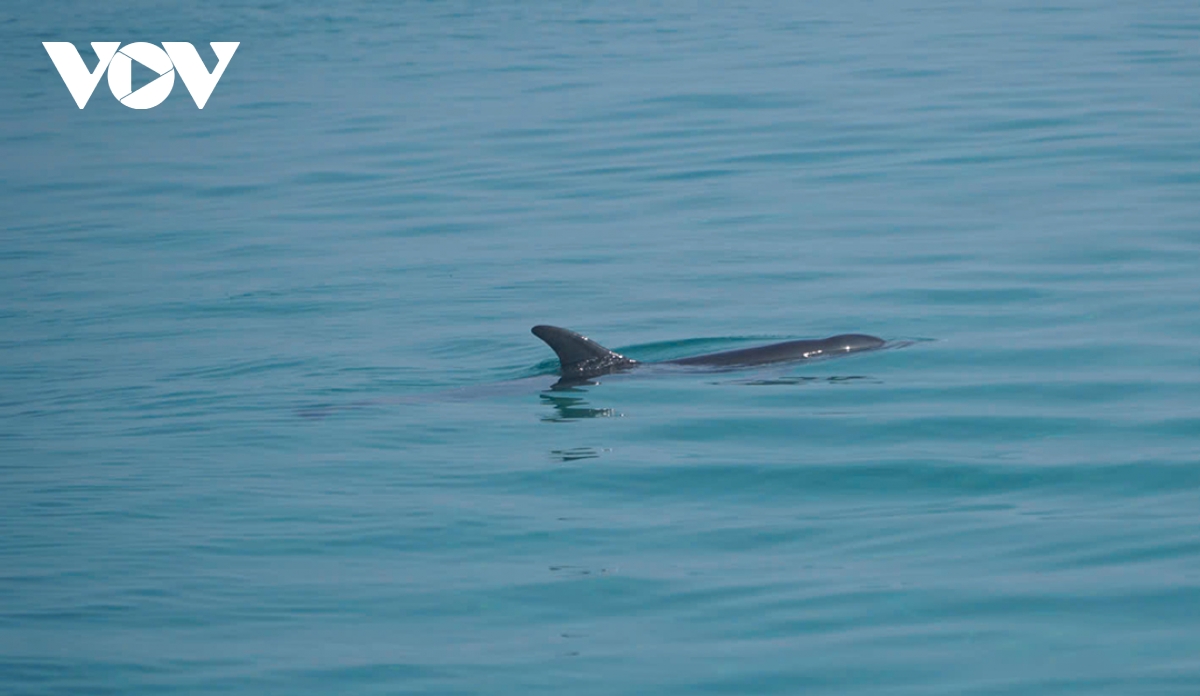 Cá heo bất ngờ xuất hiện ở vùng biển gần bờ đặc khu Lý Sơn, Quảng Ngãi
